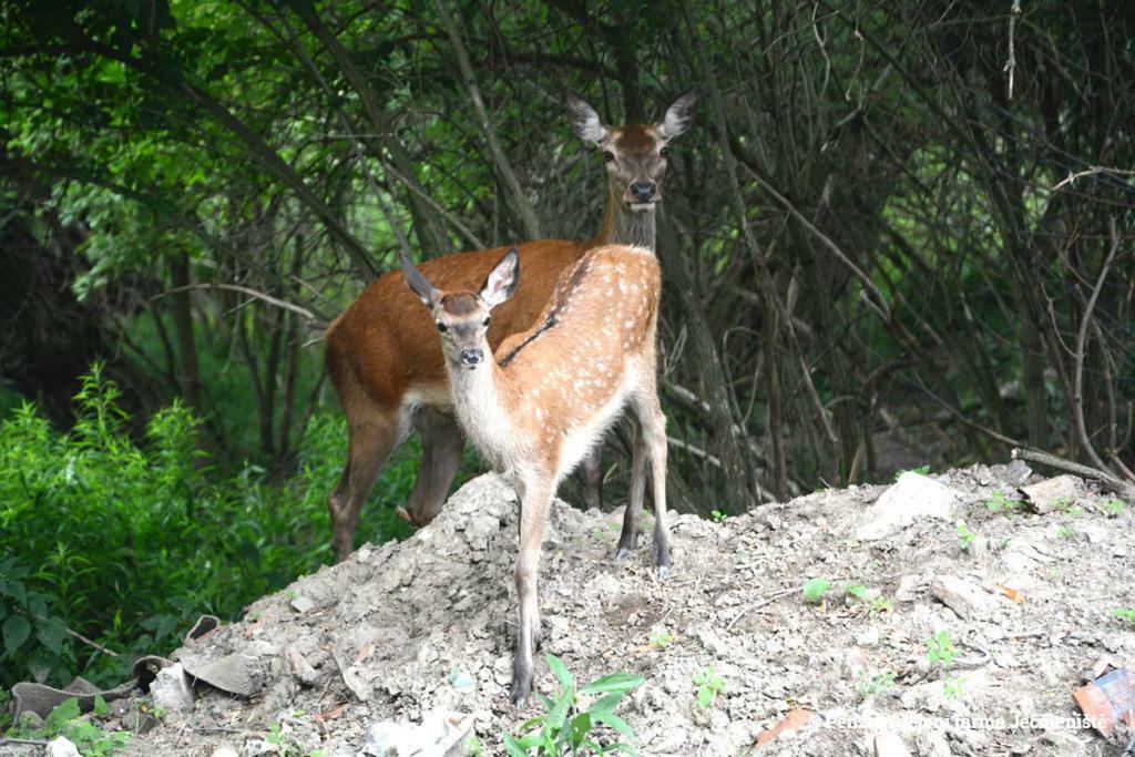 Jeleni Farma Jecmeniste Otel Vrbovec Dış mekan fotoğraf